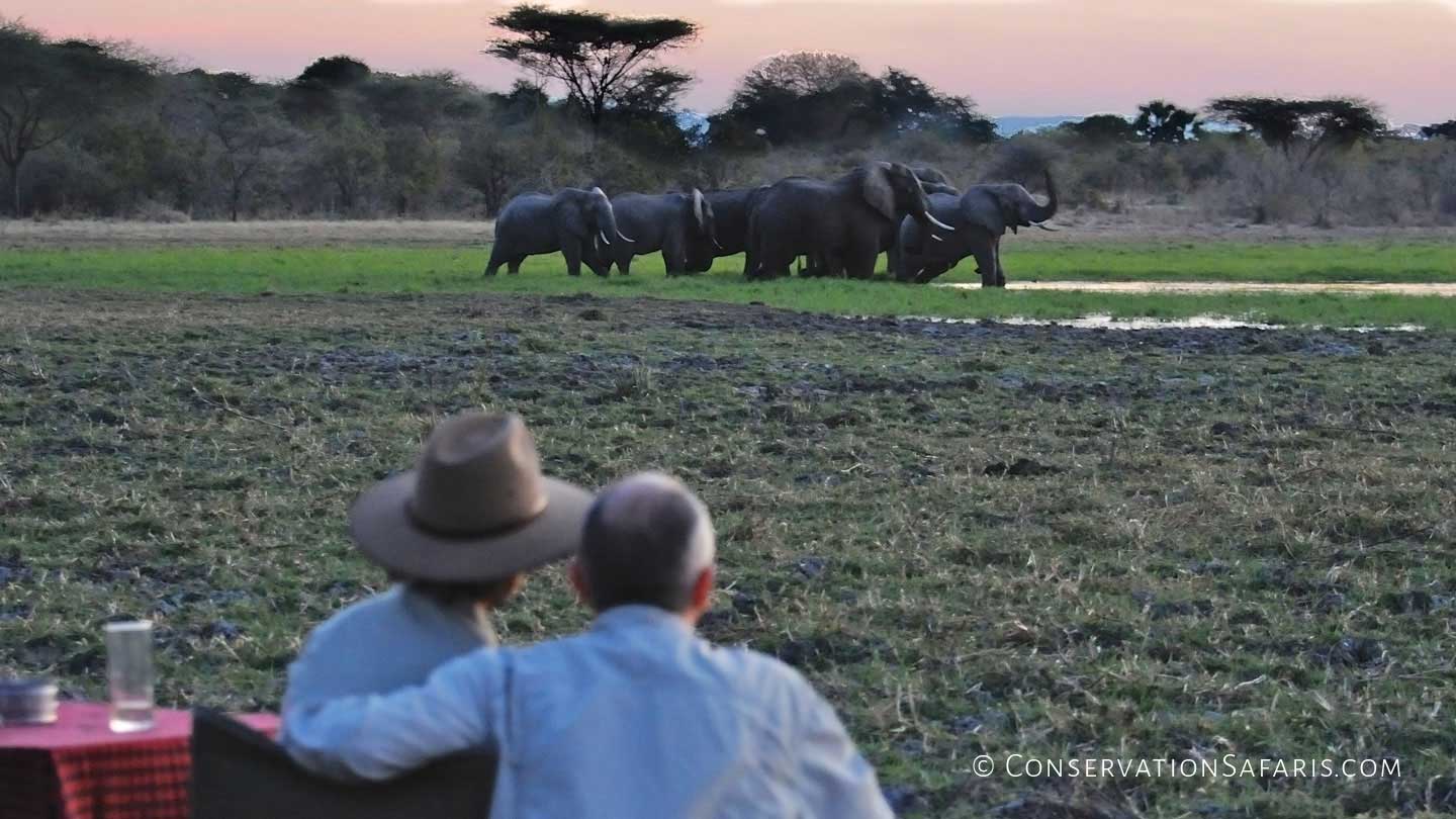 Ruaha Elephants, Tanzania